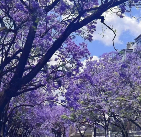 云南国防工业职业技术学院 (3).png