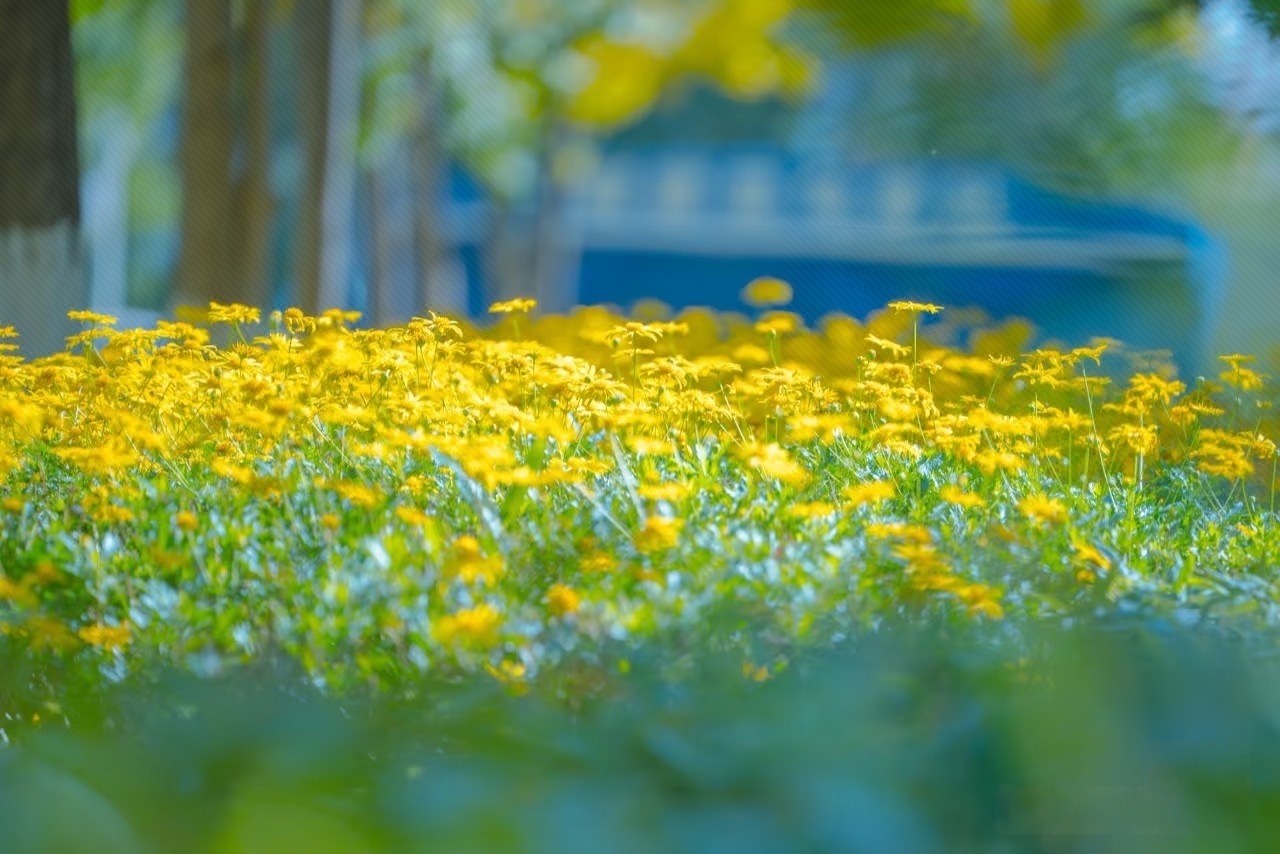 云南城市建设职业学院 (13).jpg
