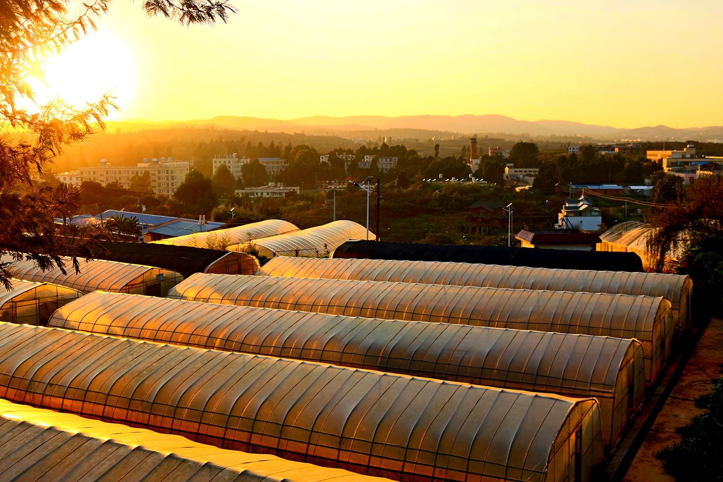 云南农业职业技术学院 (47).jpg