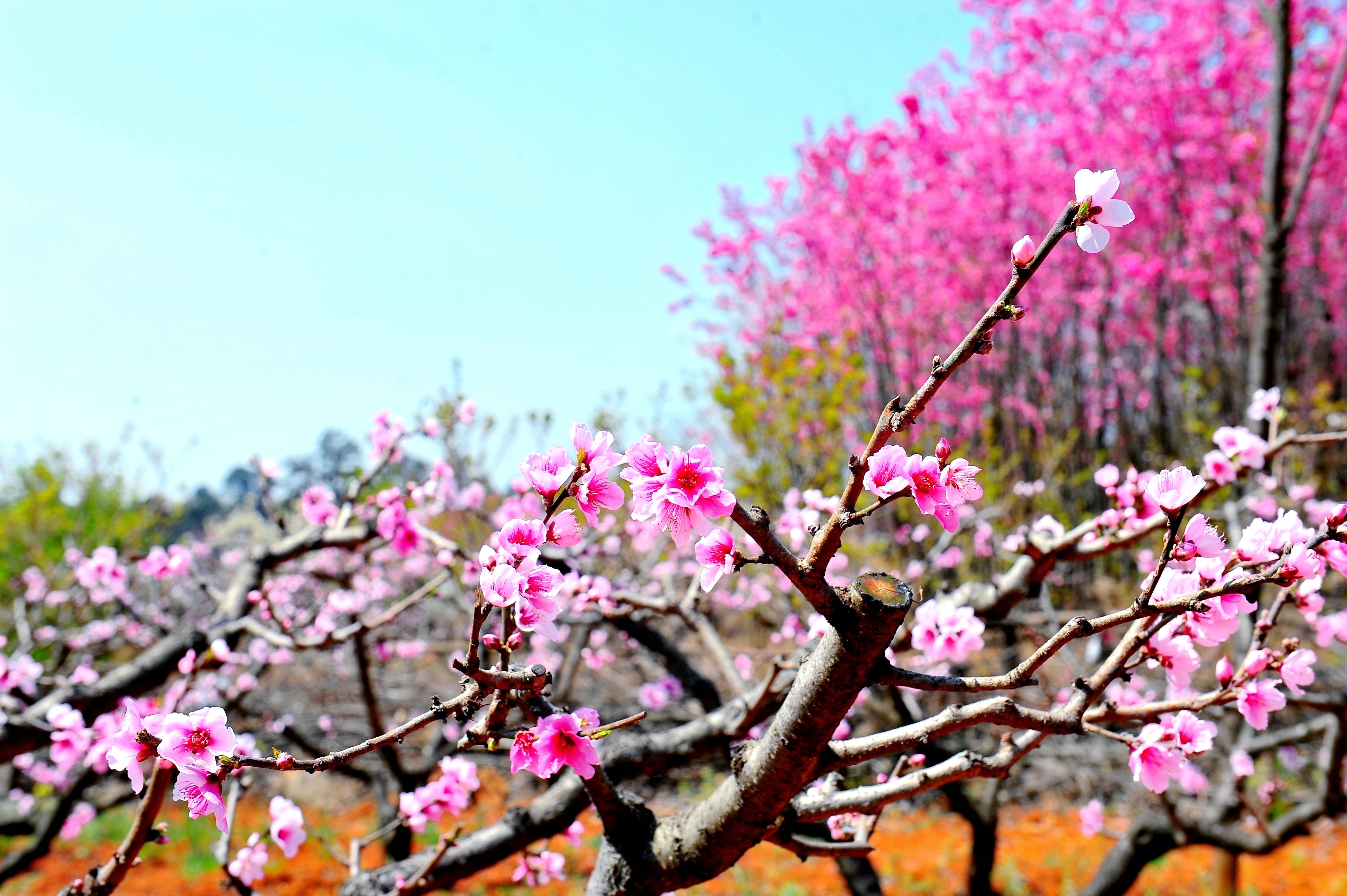 云南农业职业技术学院 (37).jpg