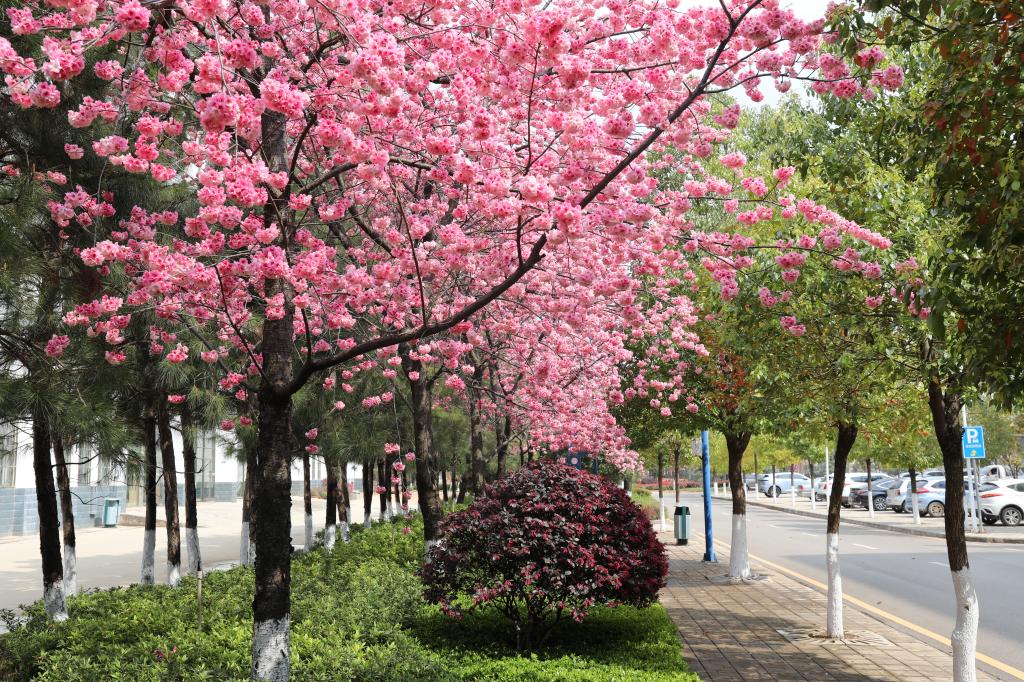 云南能源职业技术学院 (30).jpg