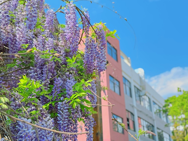 云南轻纺职业学院 (17).jpg