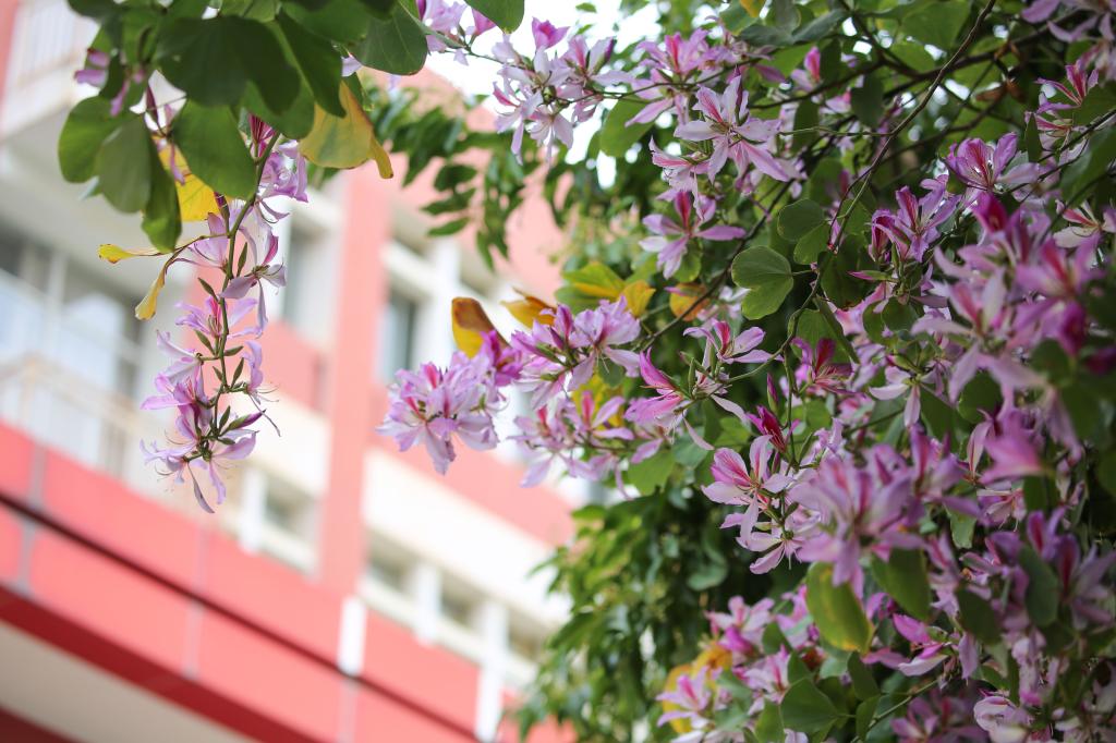 云南旅游职业学院 (6).jpg