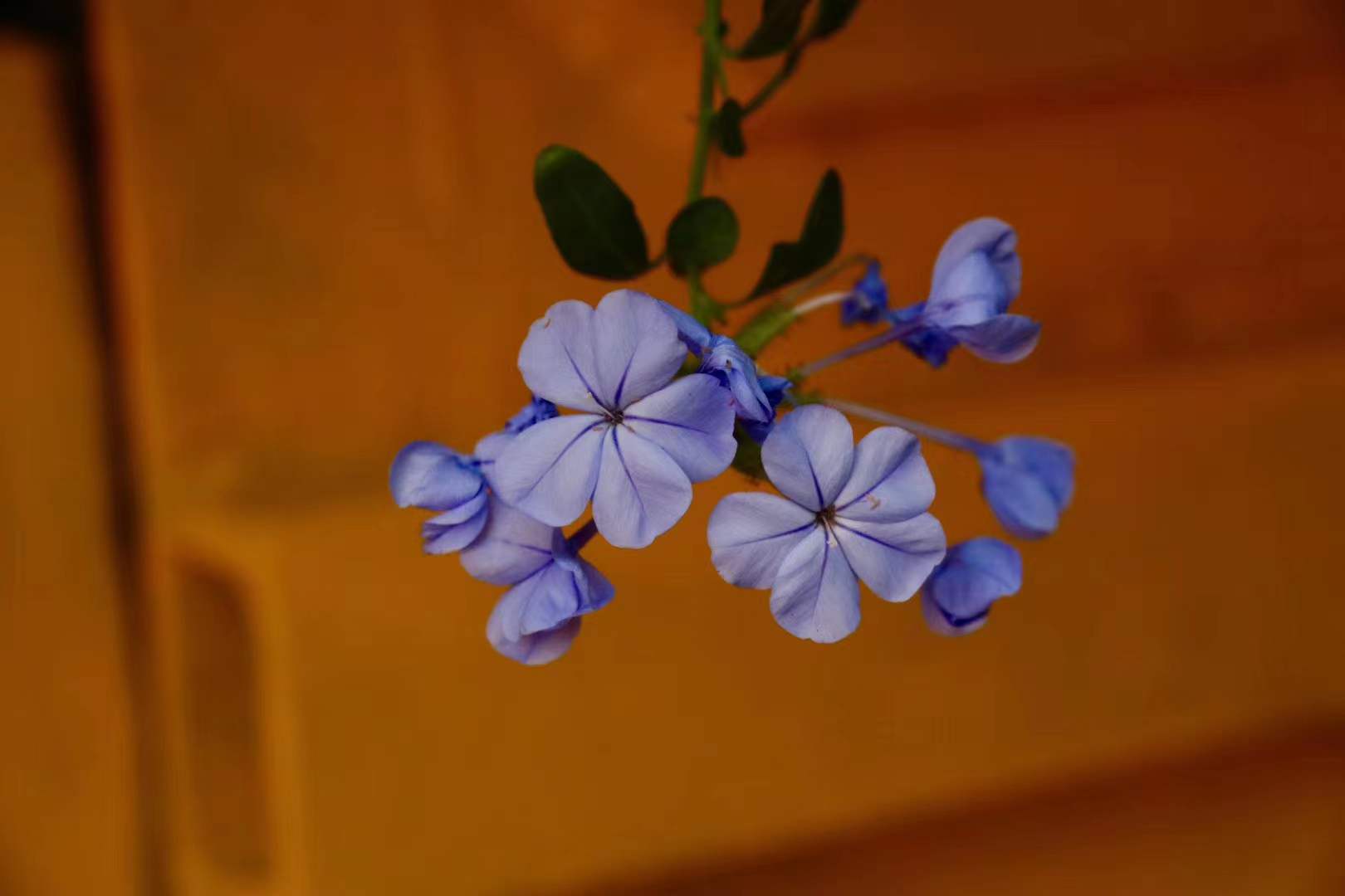 云南旅游职业学院 (9).jpg