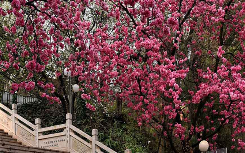 云南财经职业学院 (2).jpg